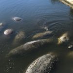 Manatees