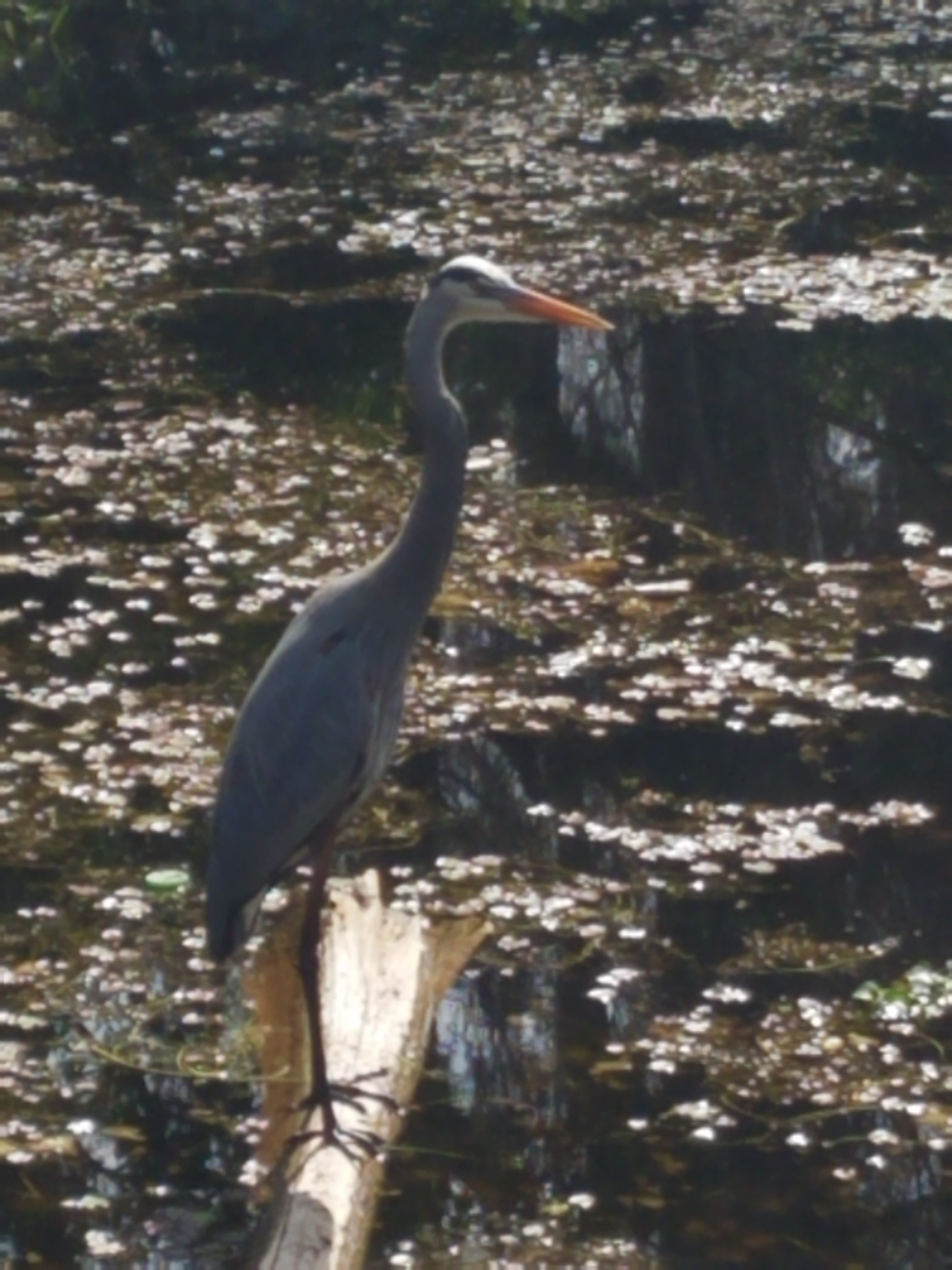 great blue heron