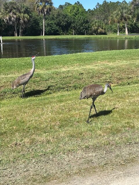 SandHillCranes