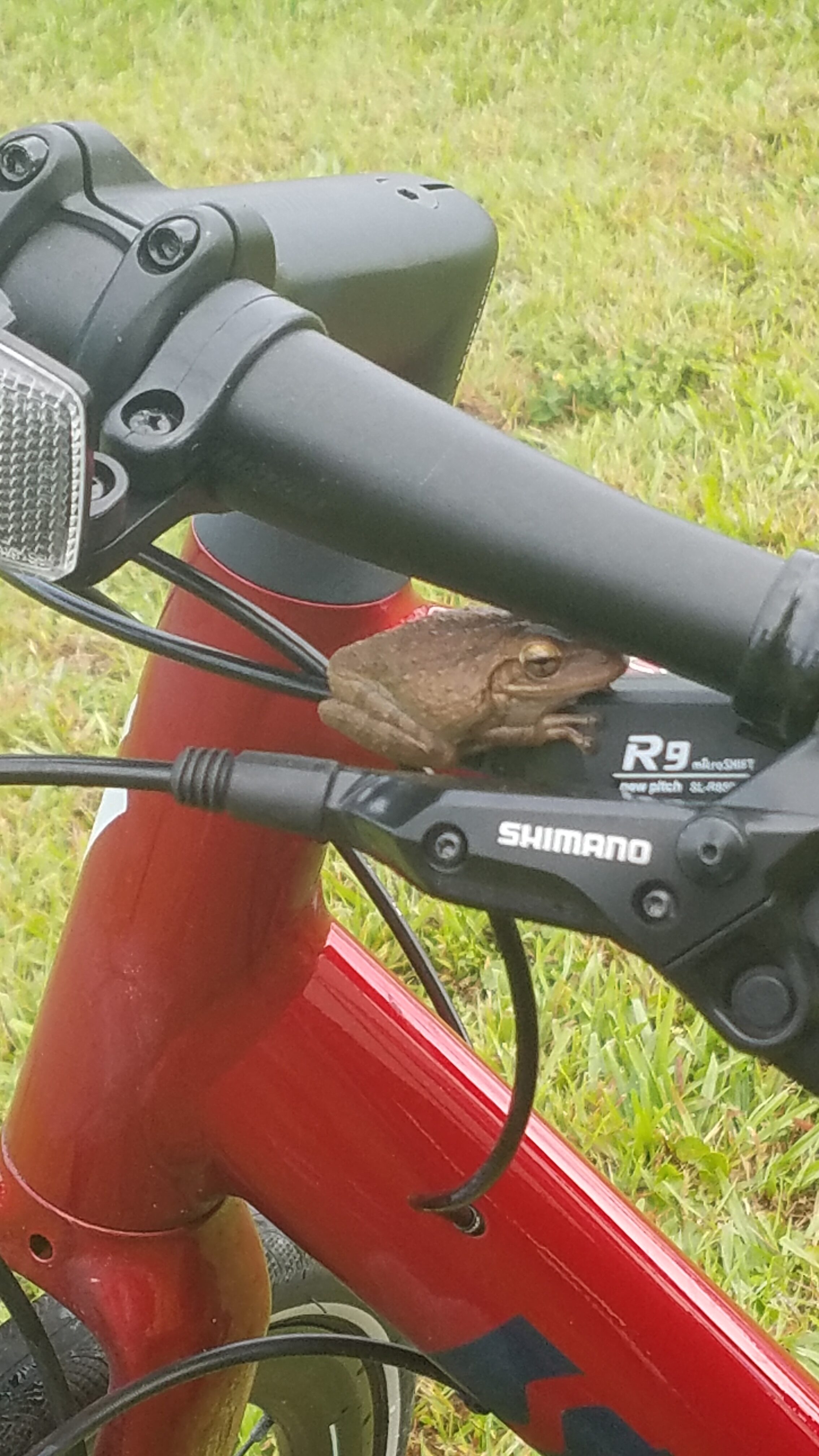 frogcatchingride