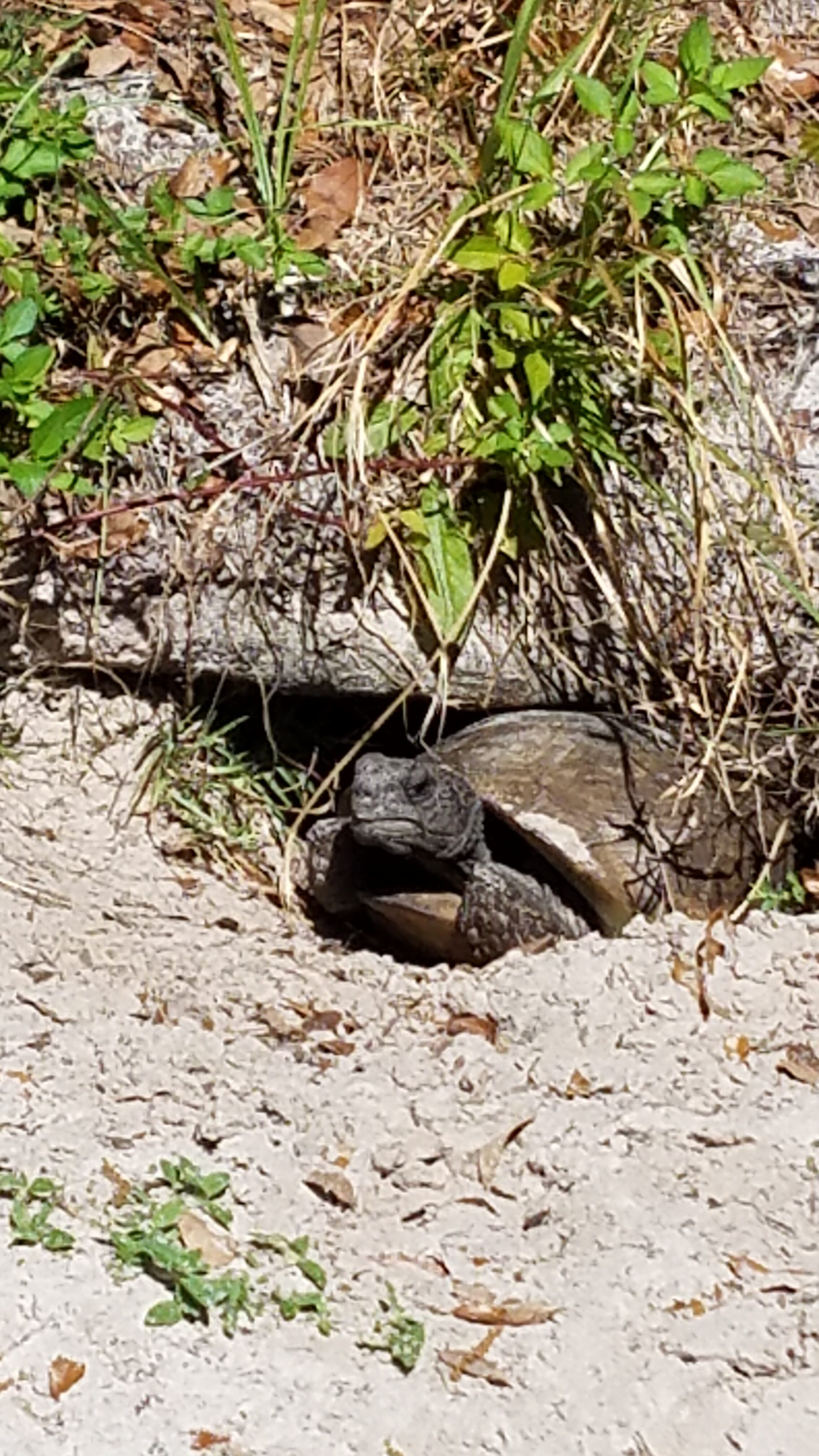 gopherturtle