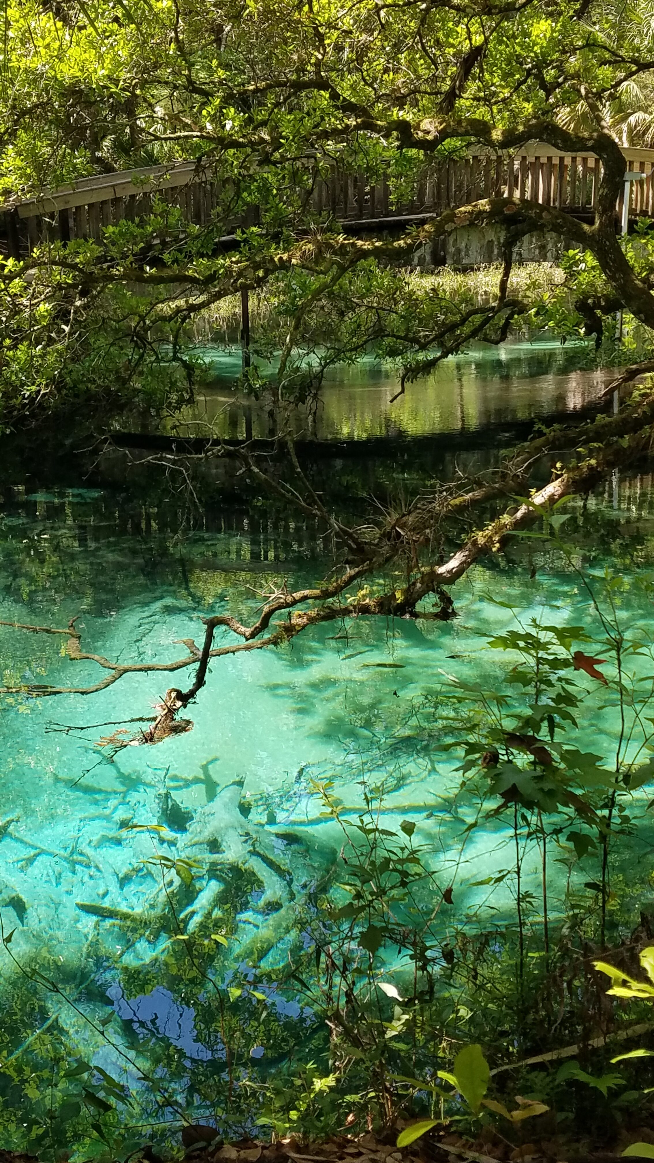 Juniper Springs