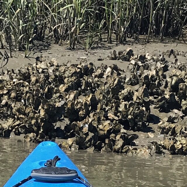 oyster beds