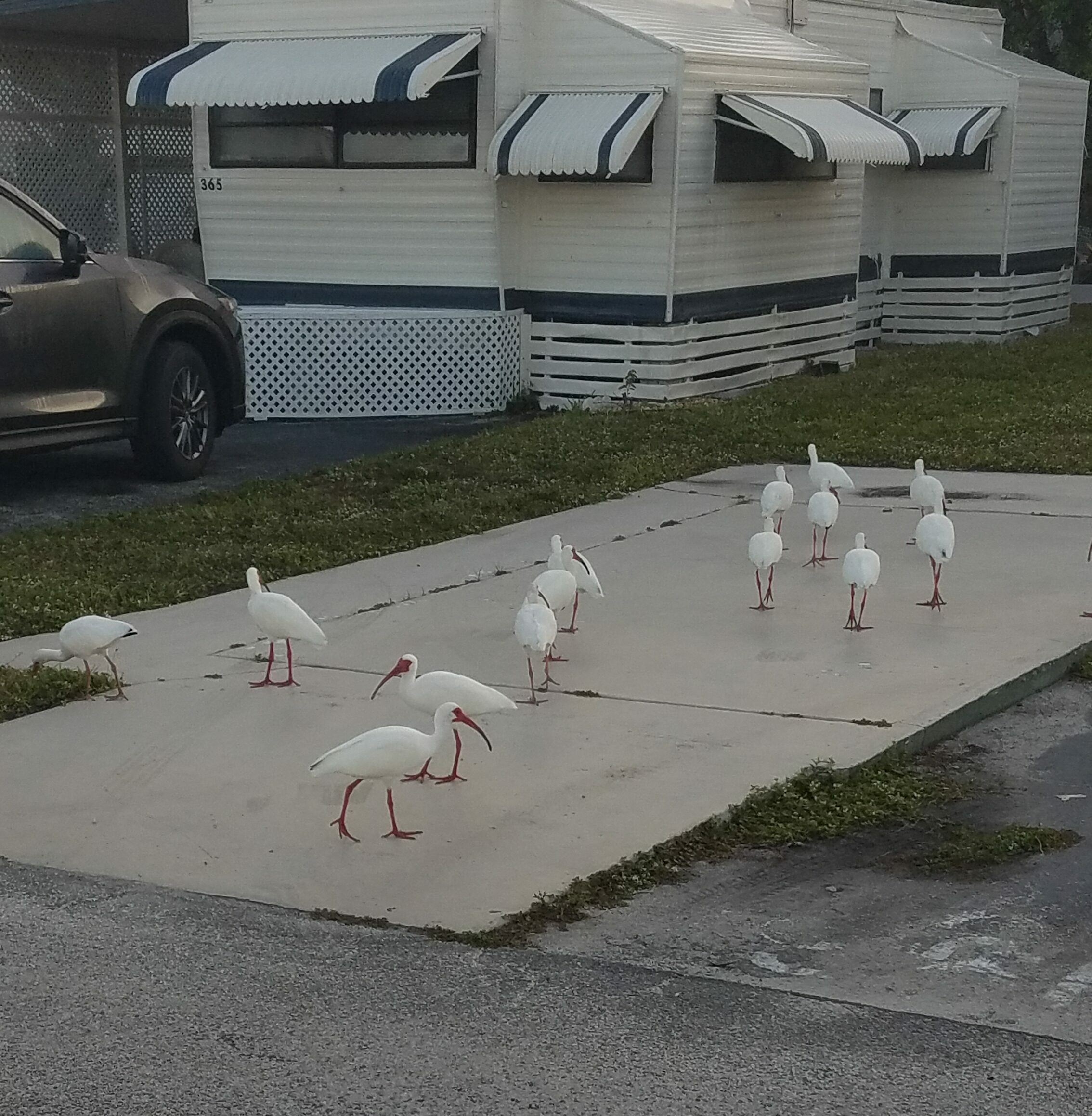 Couple of neighbors over for breakfast