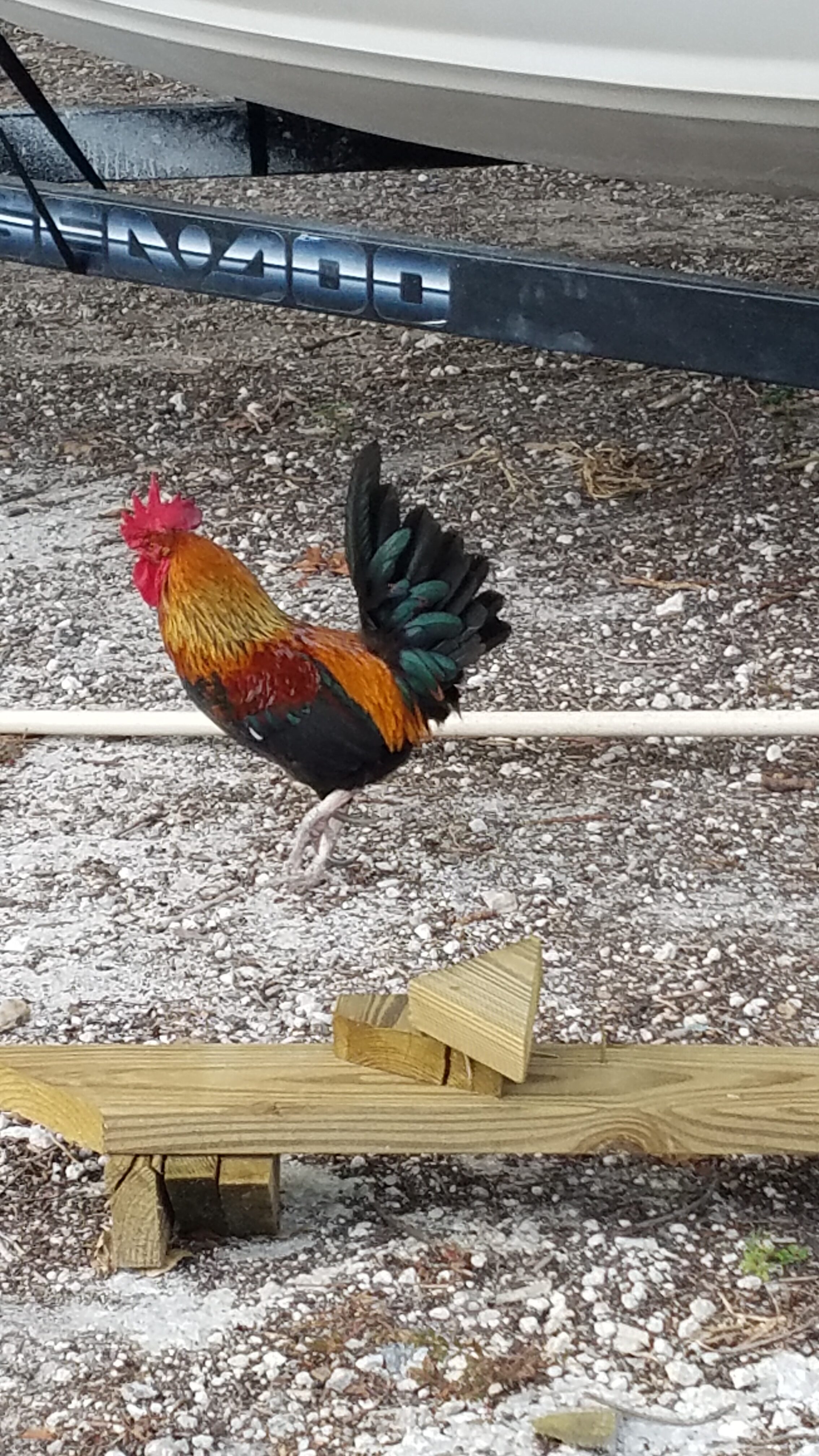 Good Morning Key West. Roosters everywhere