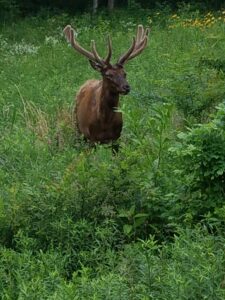 Buck in Velvet