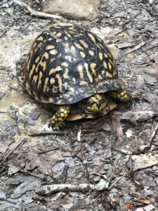 Turtle on Trail