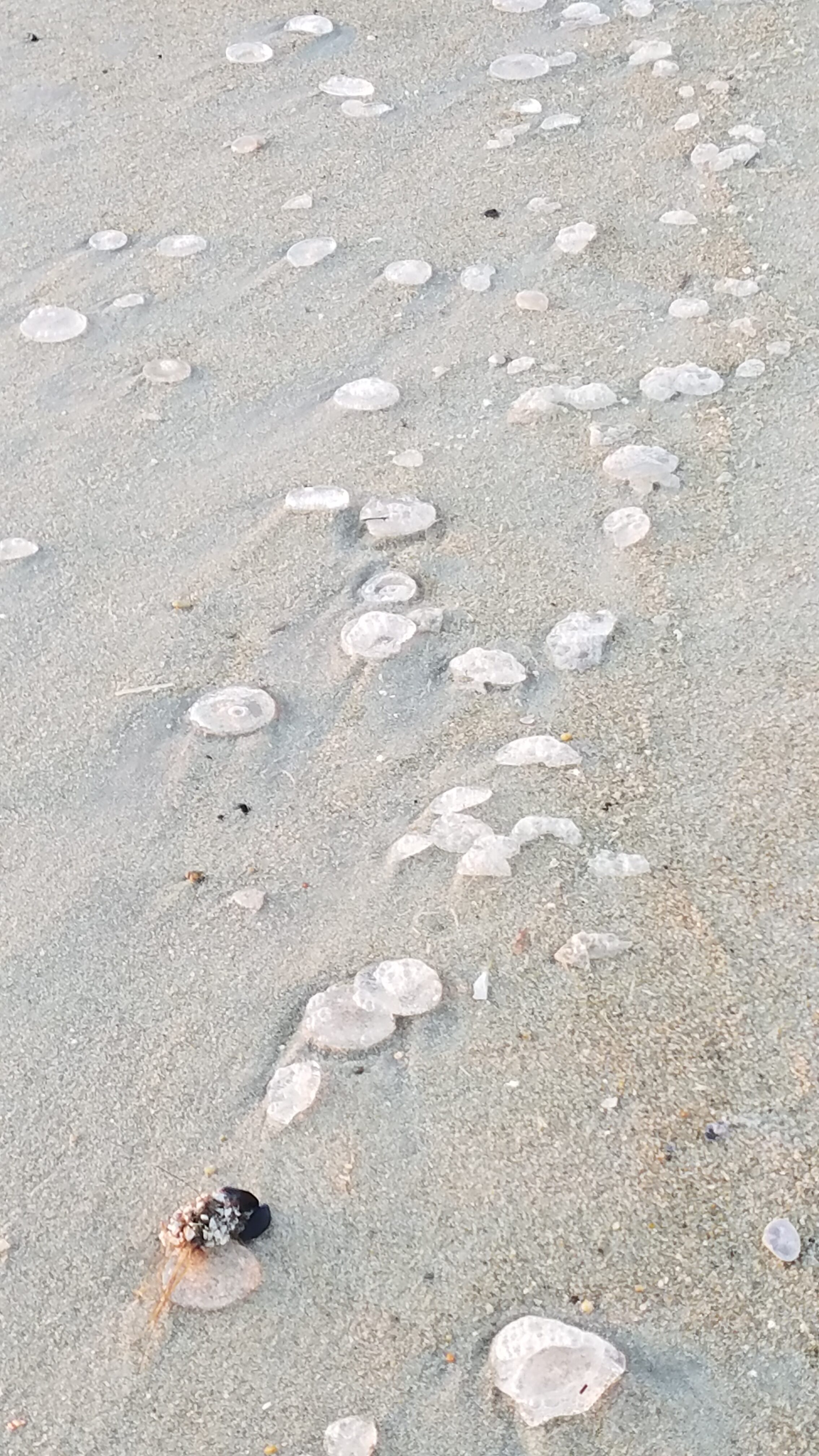 Moon Jellies