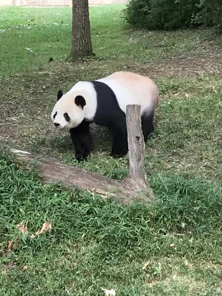 Bao Bao