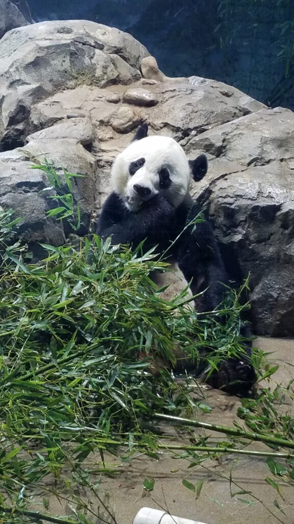 Tian Tian