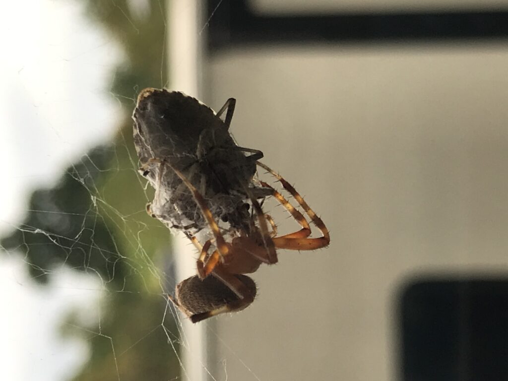 spiderstinkbug