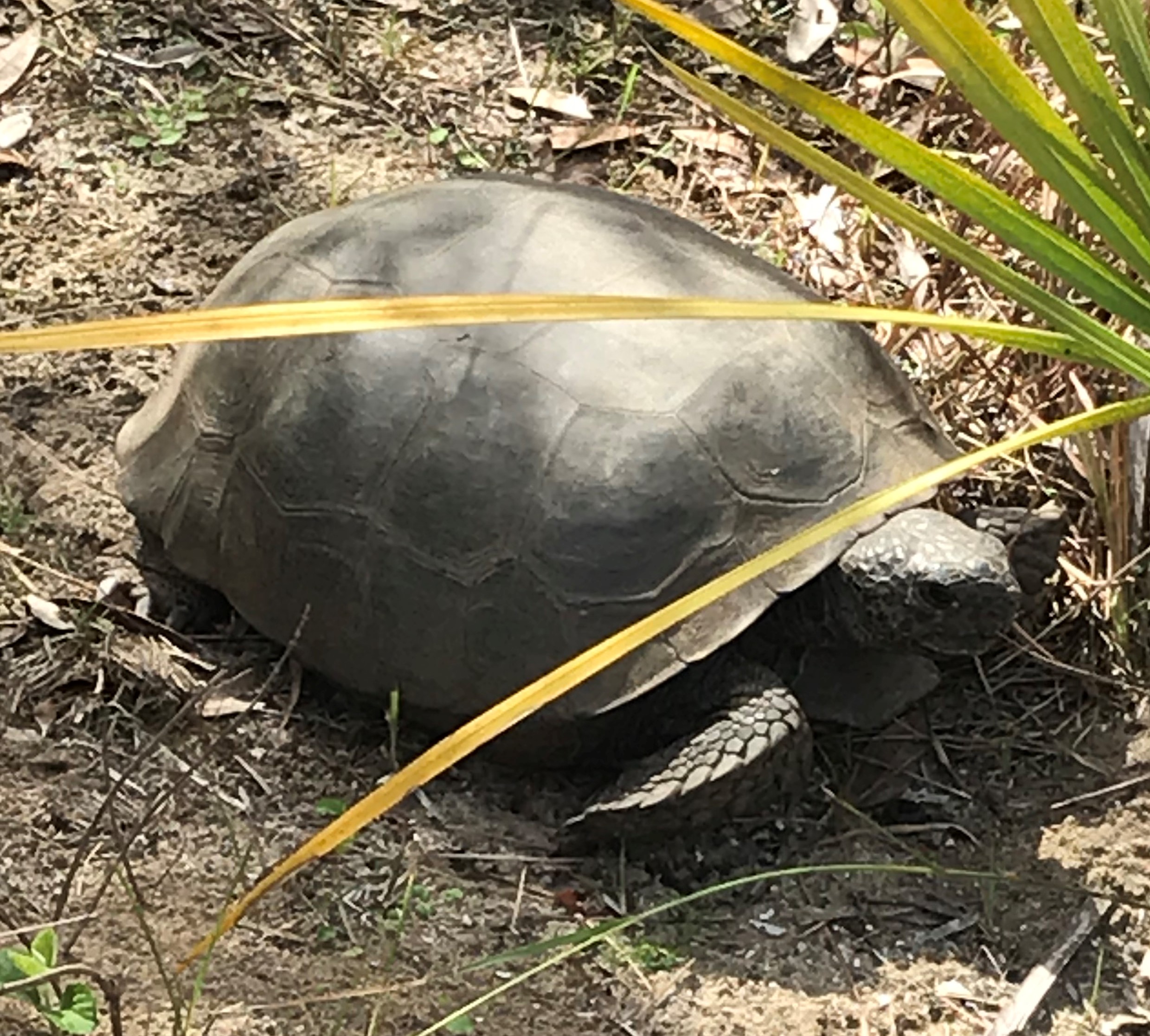 Box Turtle