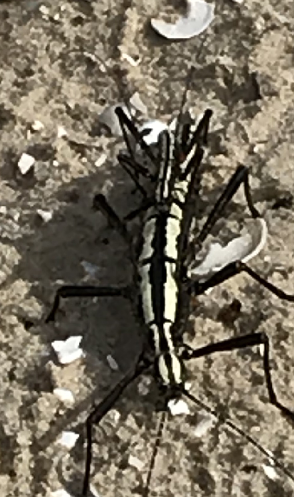 Ocala Grasshopper