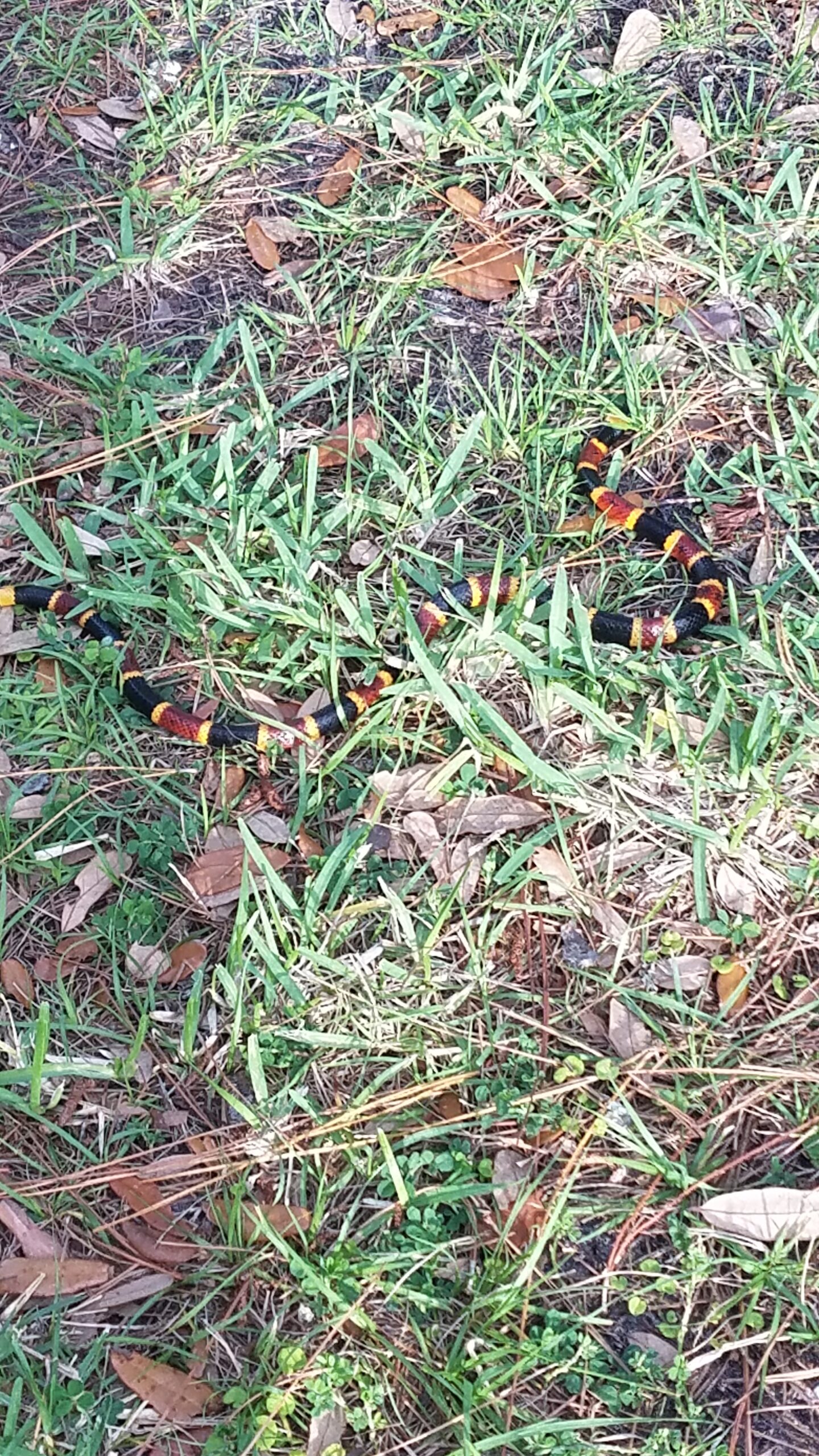 Coral Snake