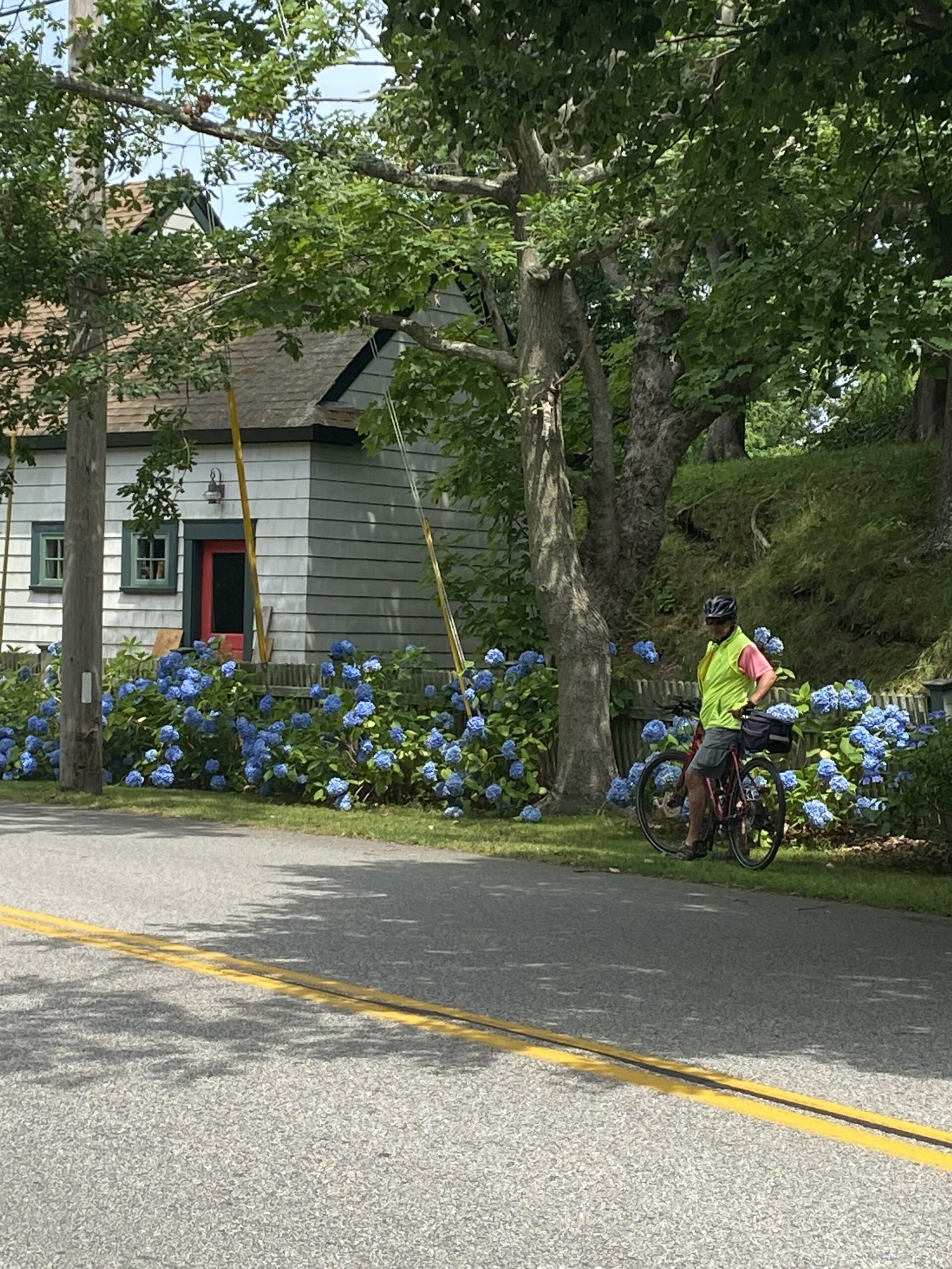 Hydrangeas