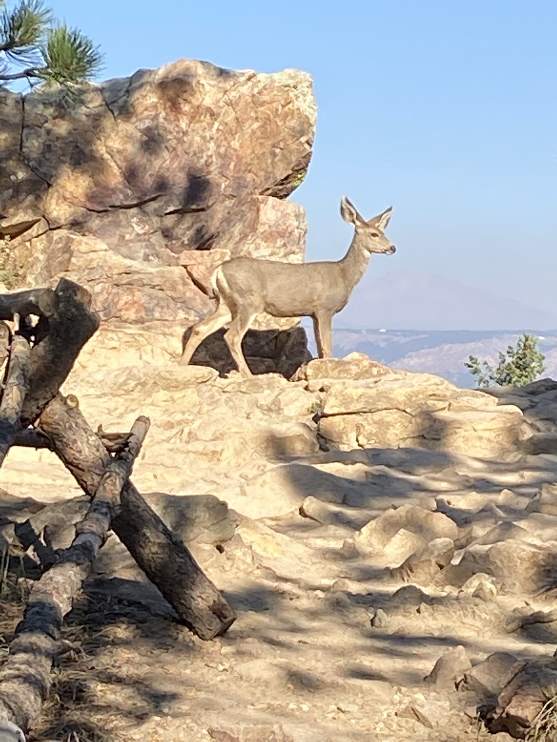 Deer on Flagstaff