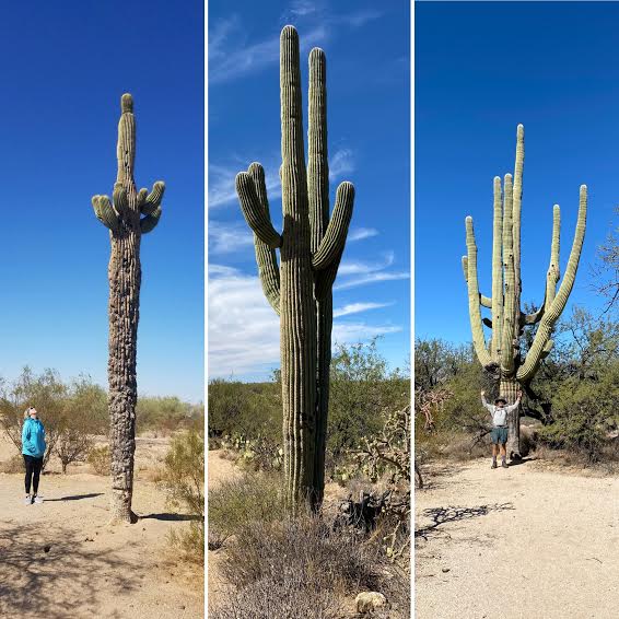 tall cactus