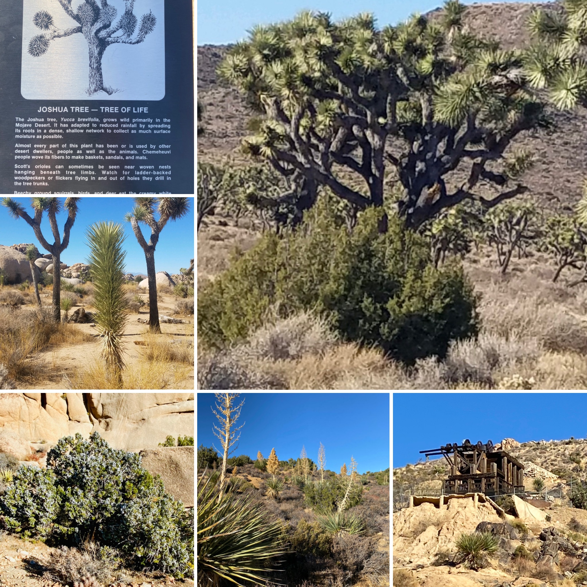 Joshua Tree