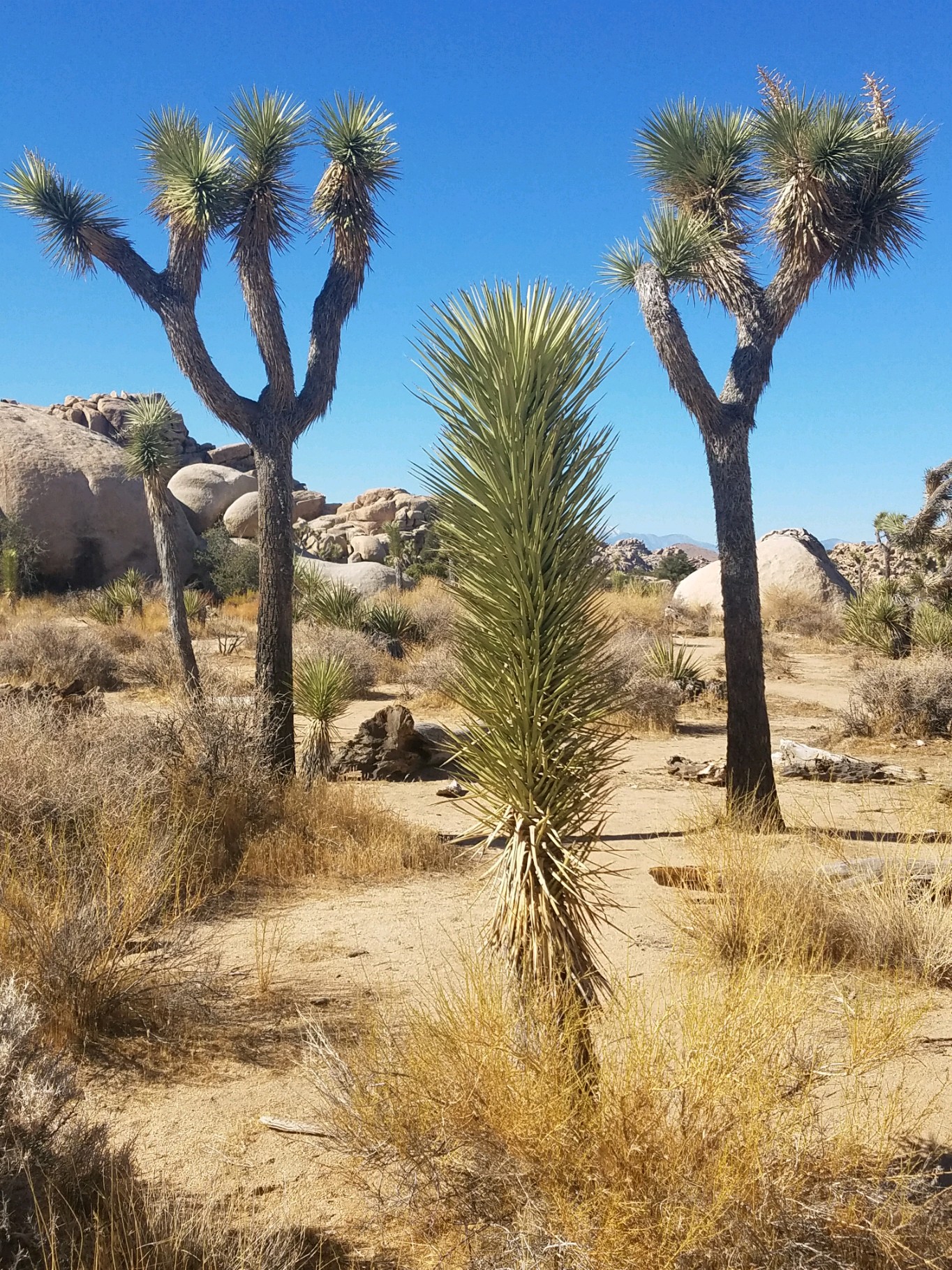 JoshuaTree and Yucca