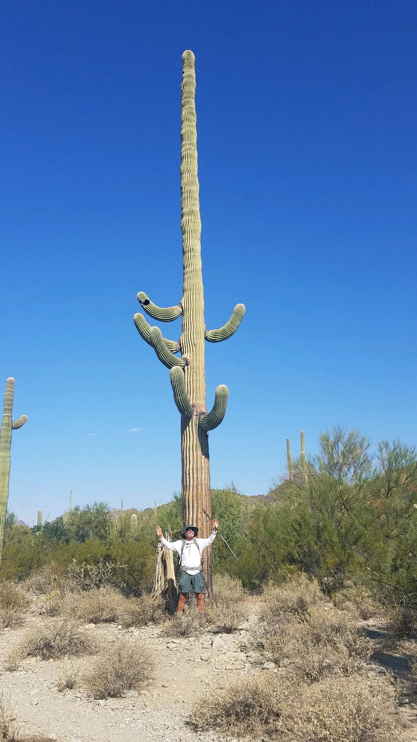 Tall Saguaro