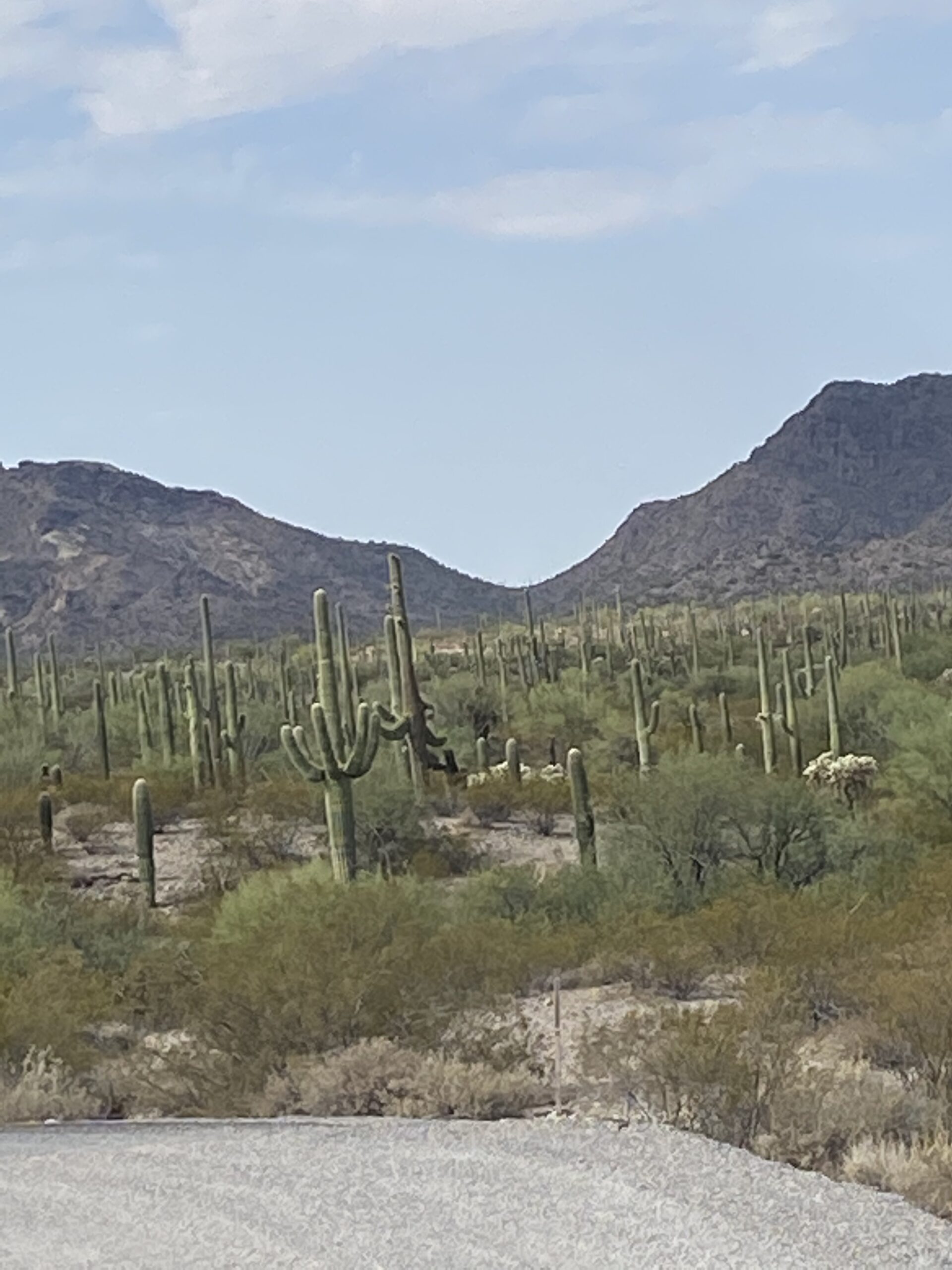 Saguaro Forest