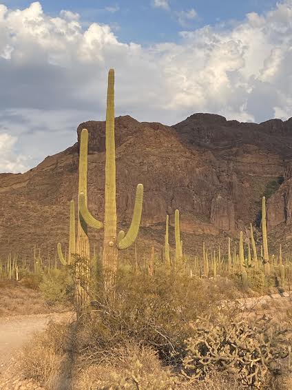 Saguaro