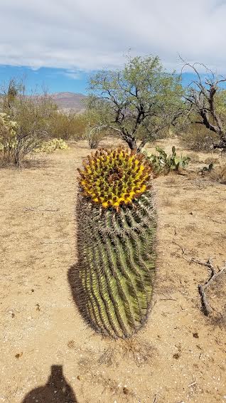 barrel cactus