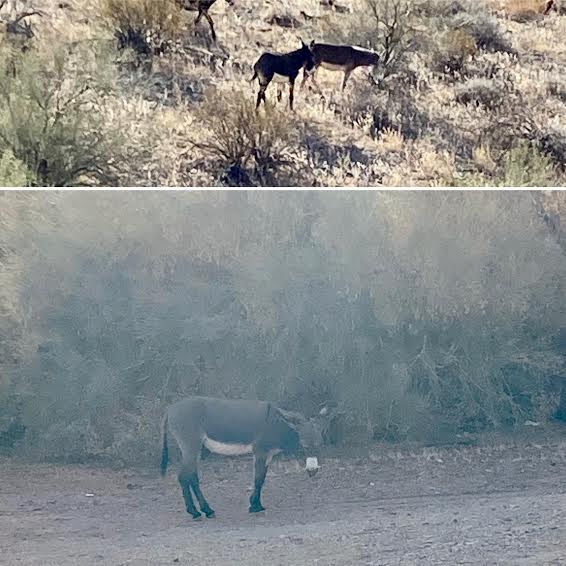 Wild Burros