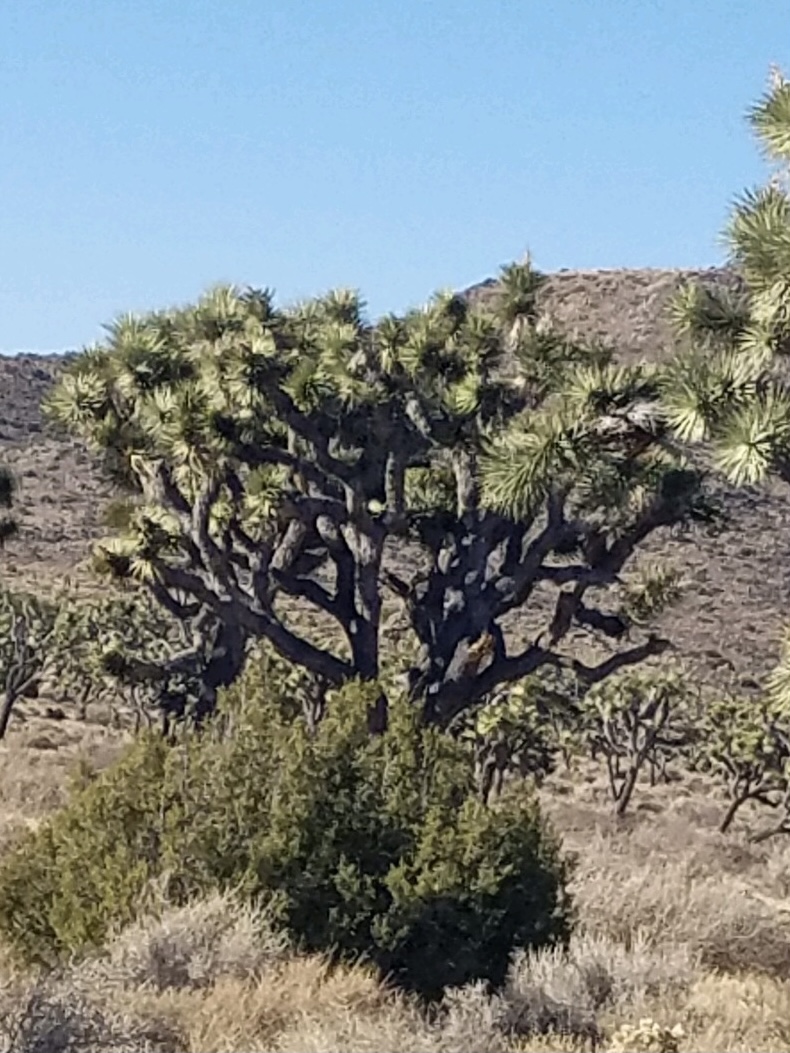 joshua tree