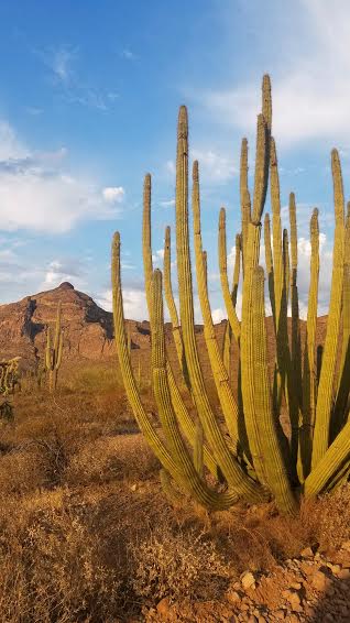 organ pipe