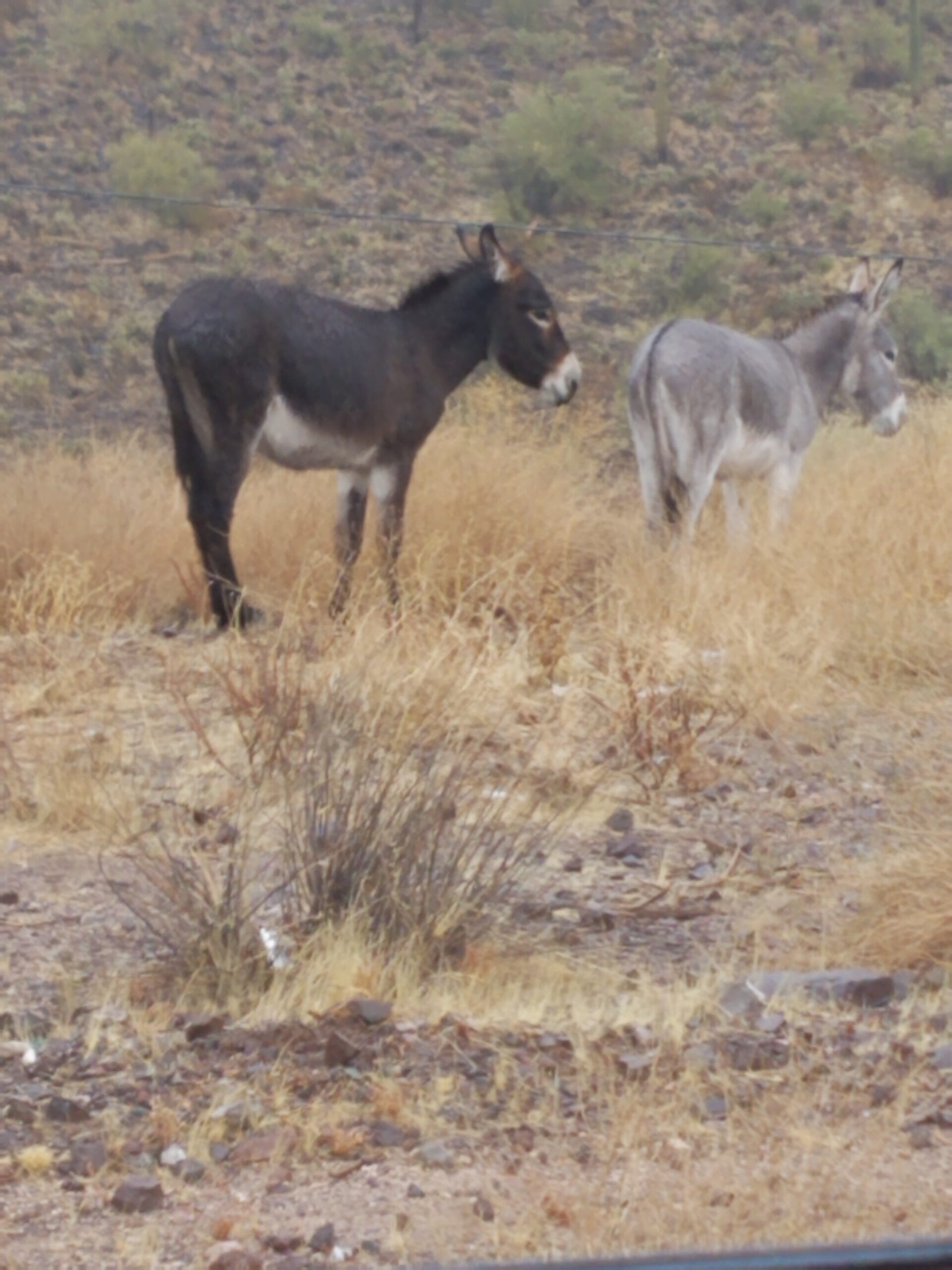 More Burros