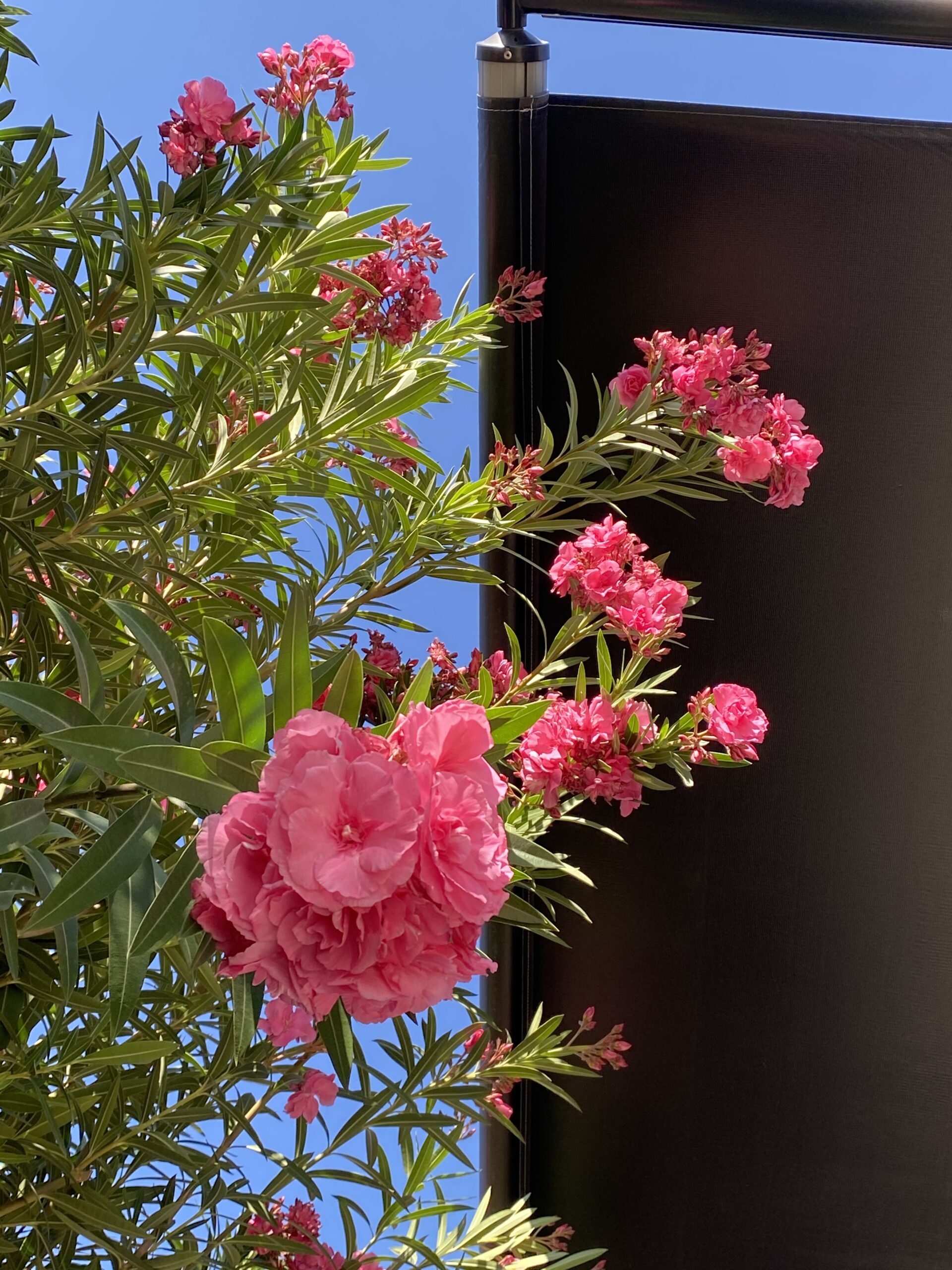 flowers at camp