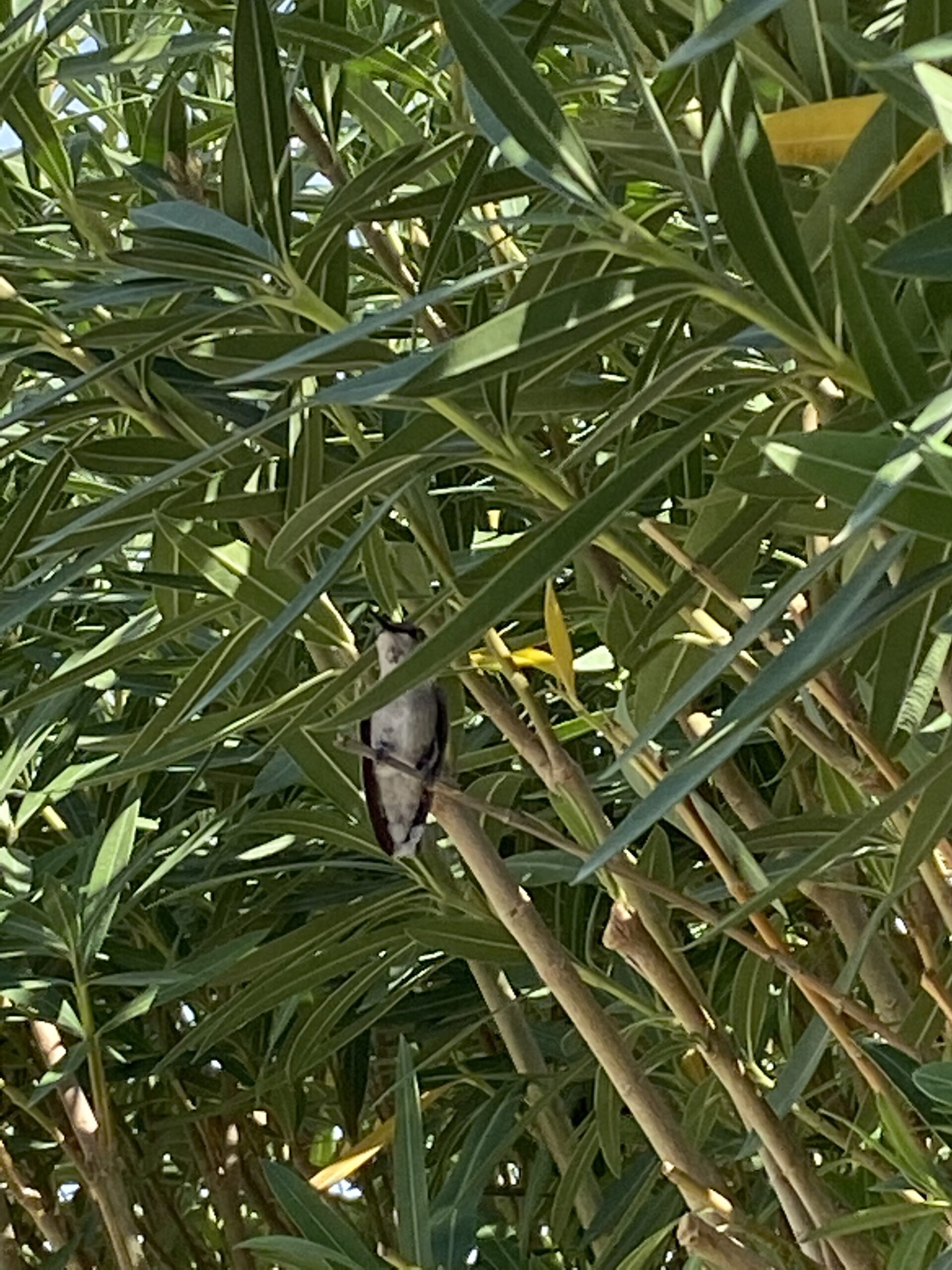 resident hummingbird